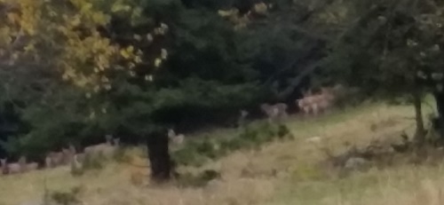 na palouku stádo jelenů - asi 30 kusů
